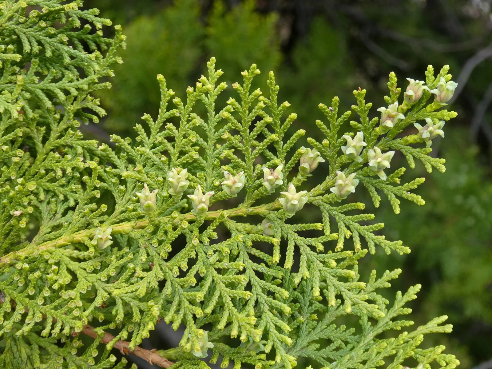Thuja orientalis