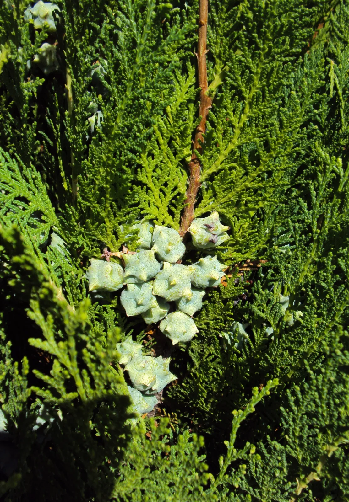 Thuja orientalis