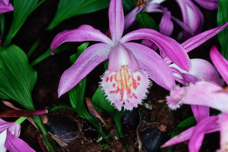 Pleione praecox