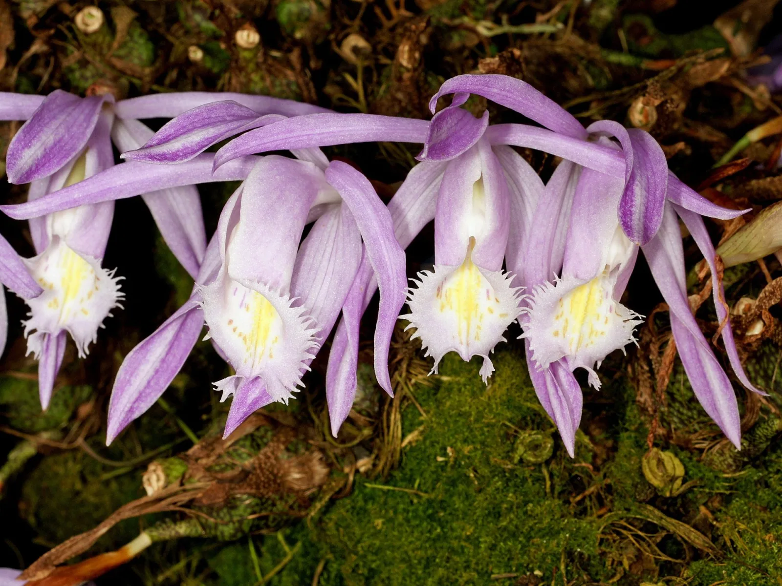 Pleione praecox
