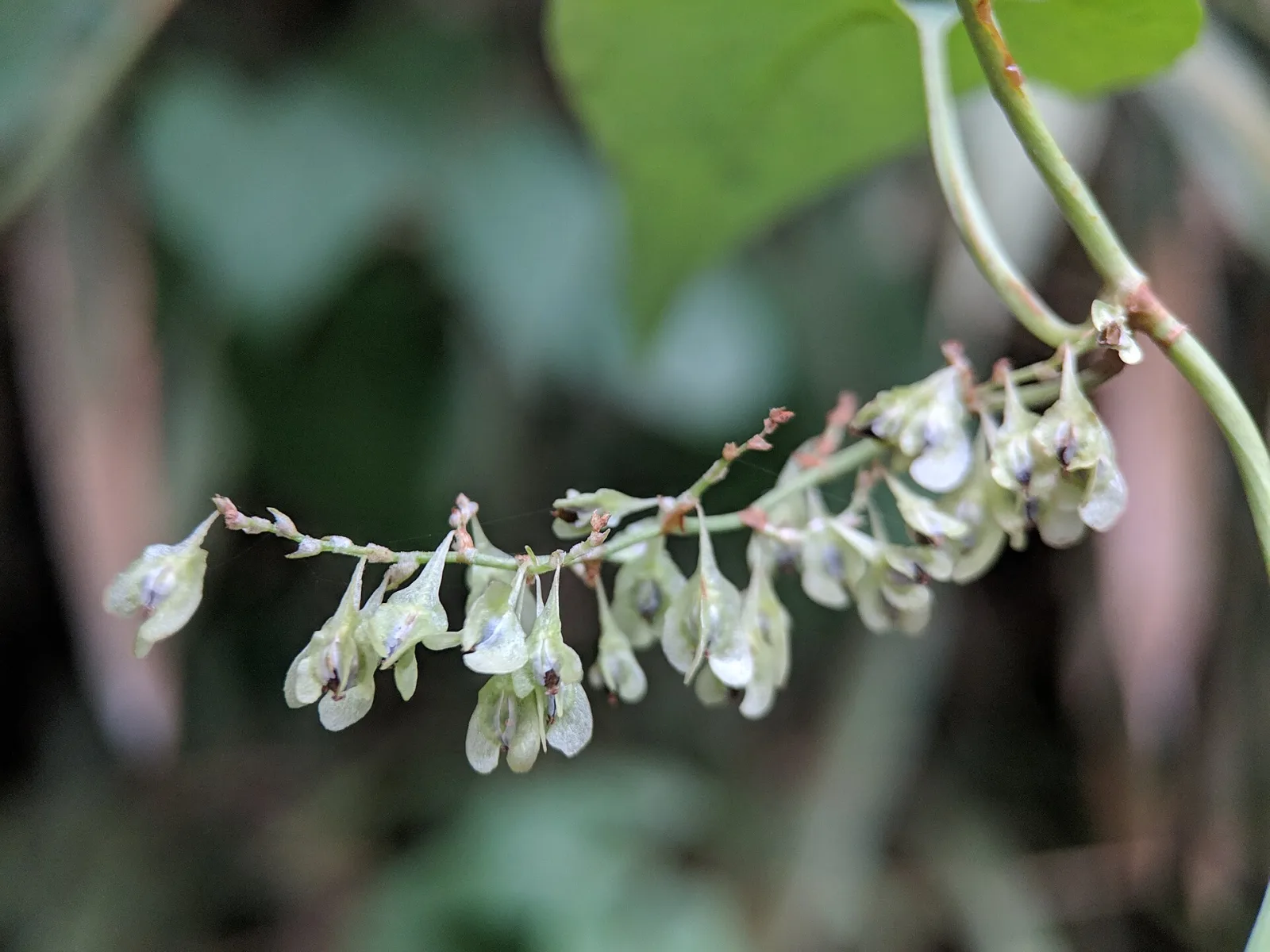 Fallopia multiflora
