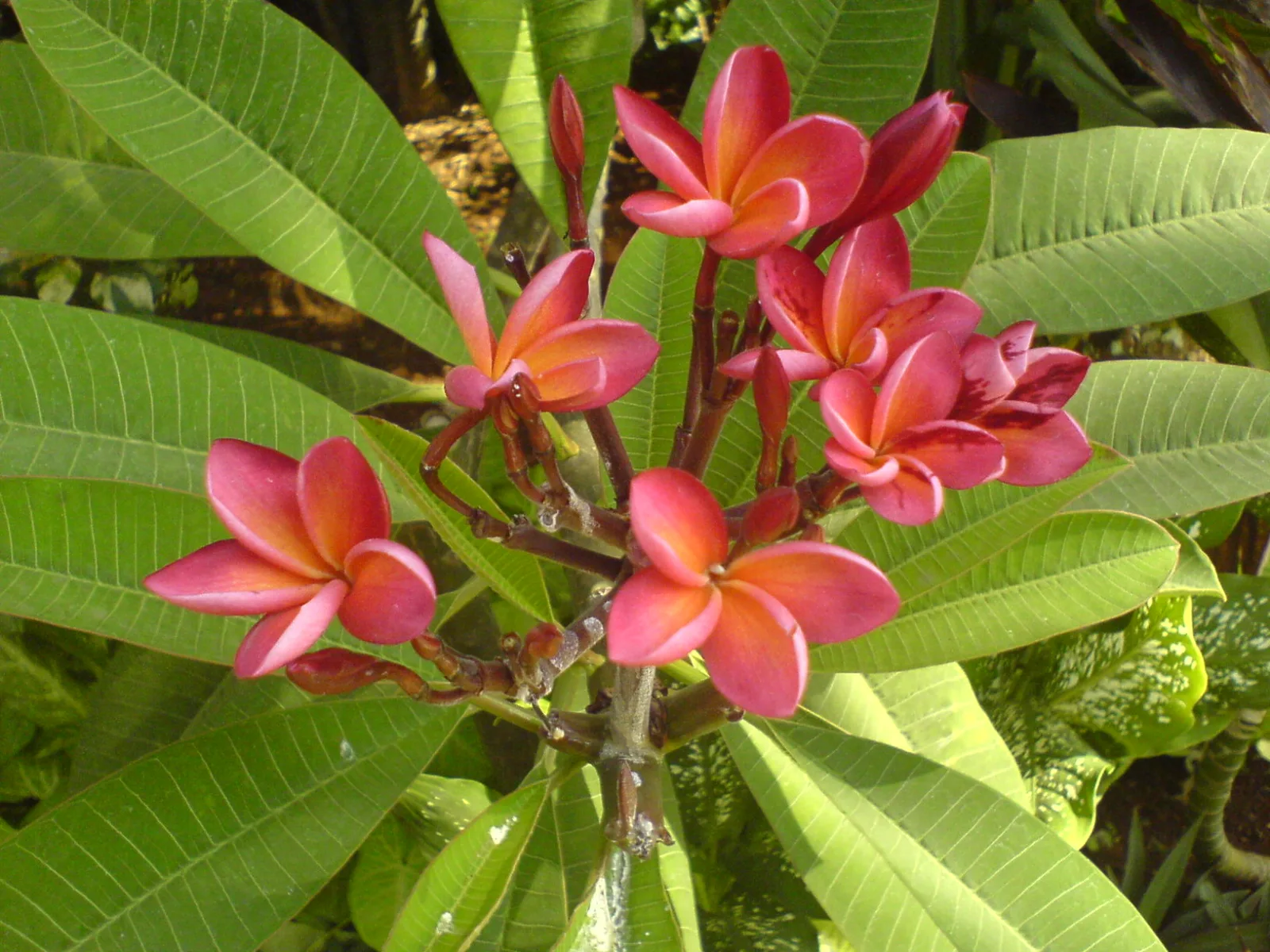 Plumeria rubra Pink