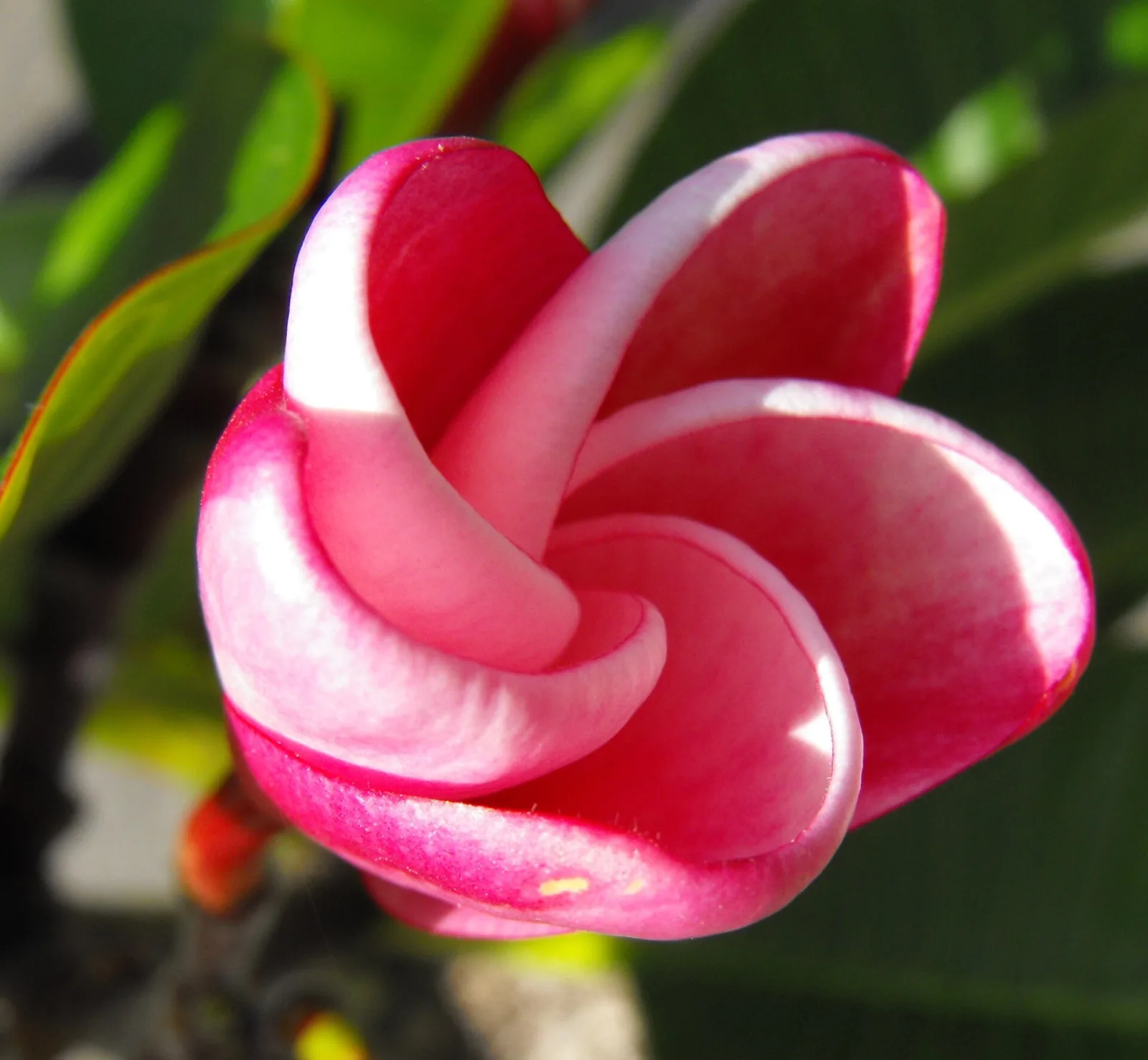 Plumeria rubra Elsie