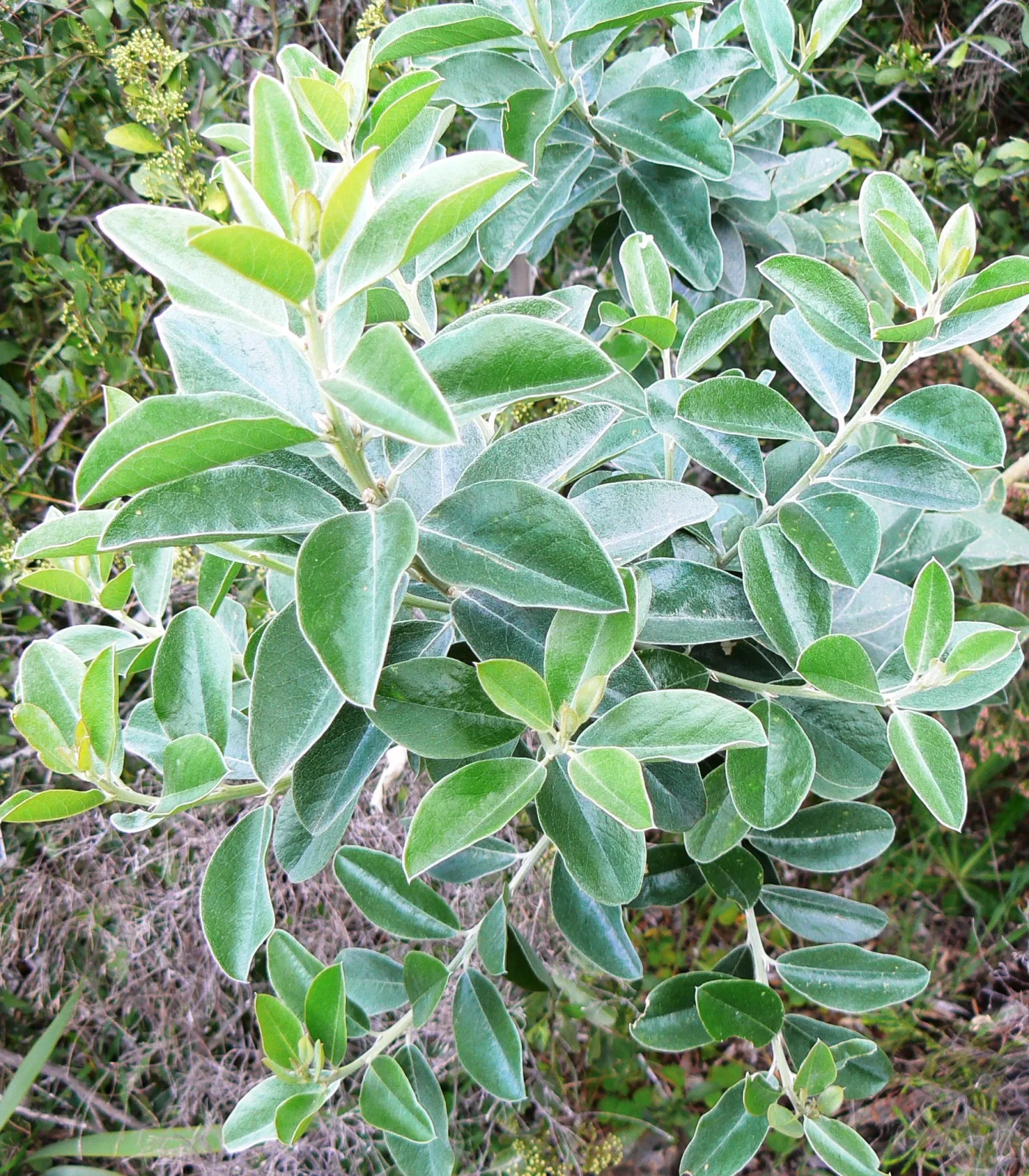 Podalyria calyptrata