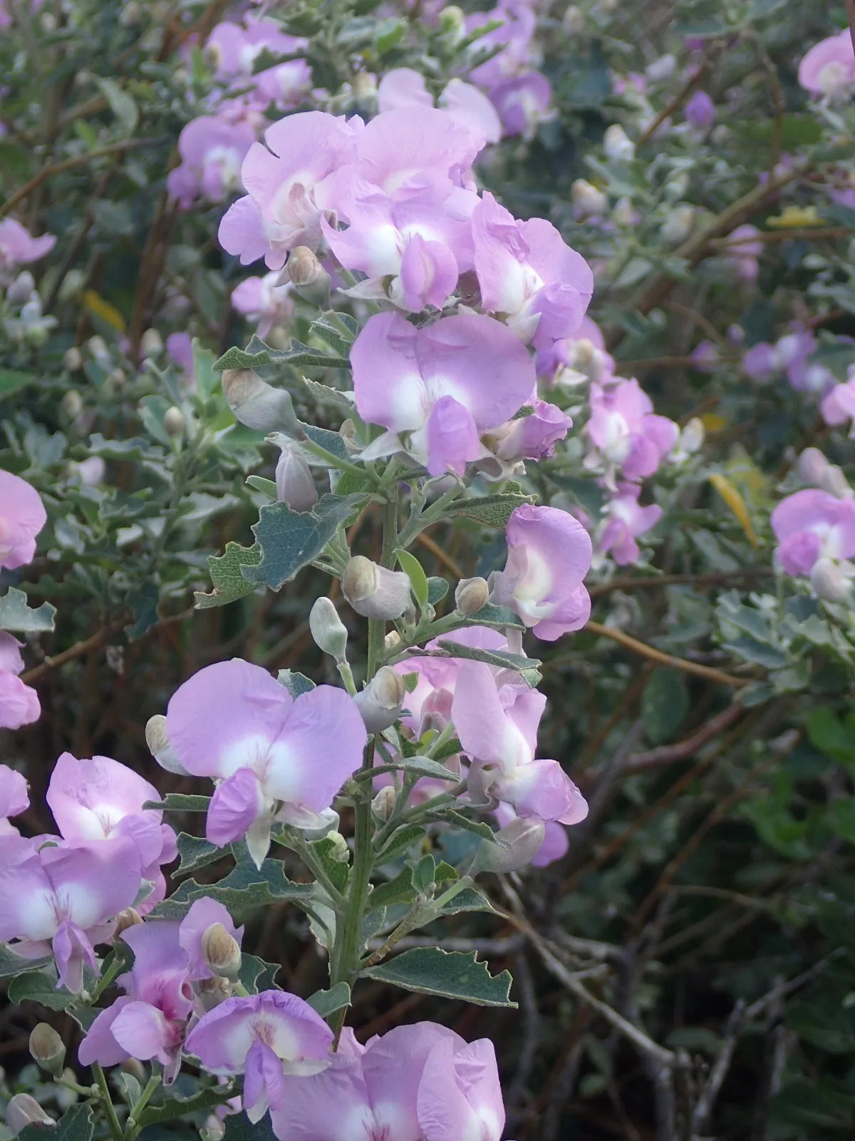 Podalyria calyptrata
