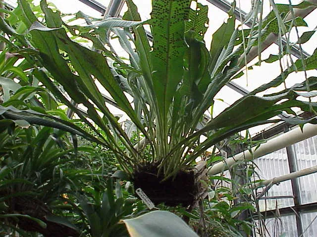 Niphidium crassifolium