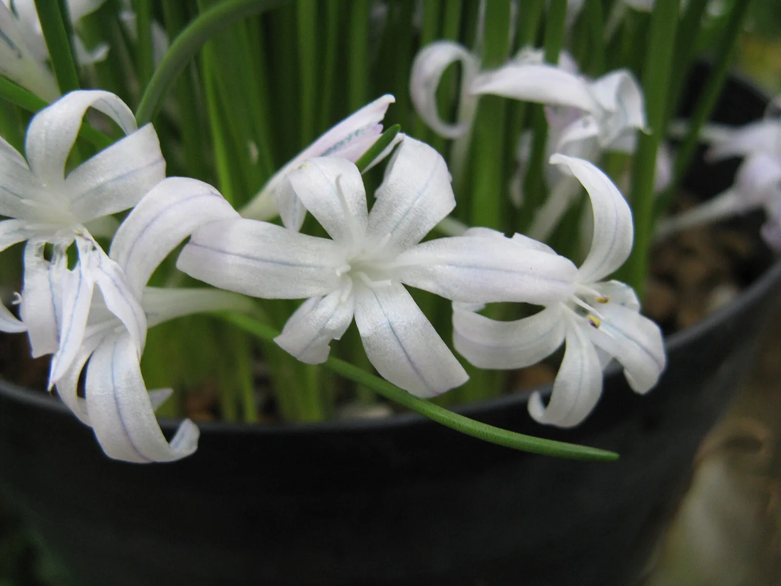 Lachenalia longituba