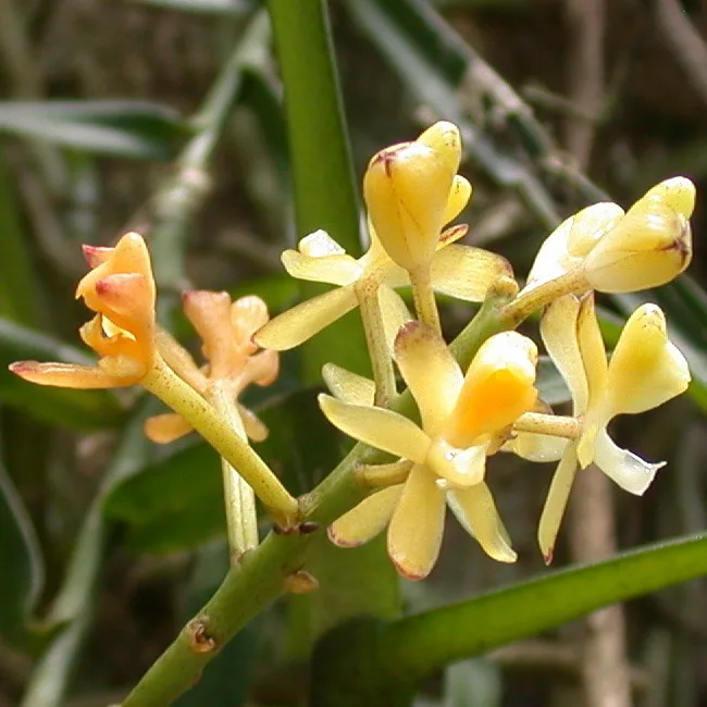 Pomatocalpa latifolium