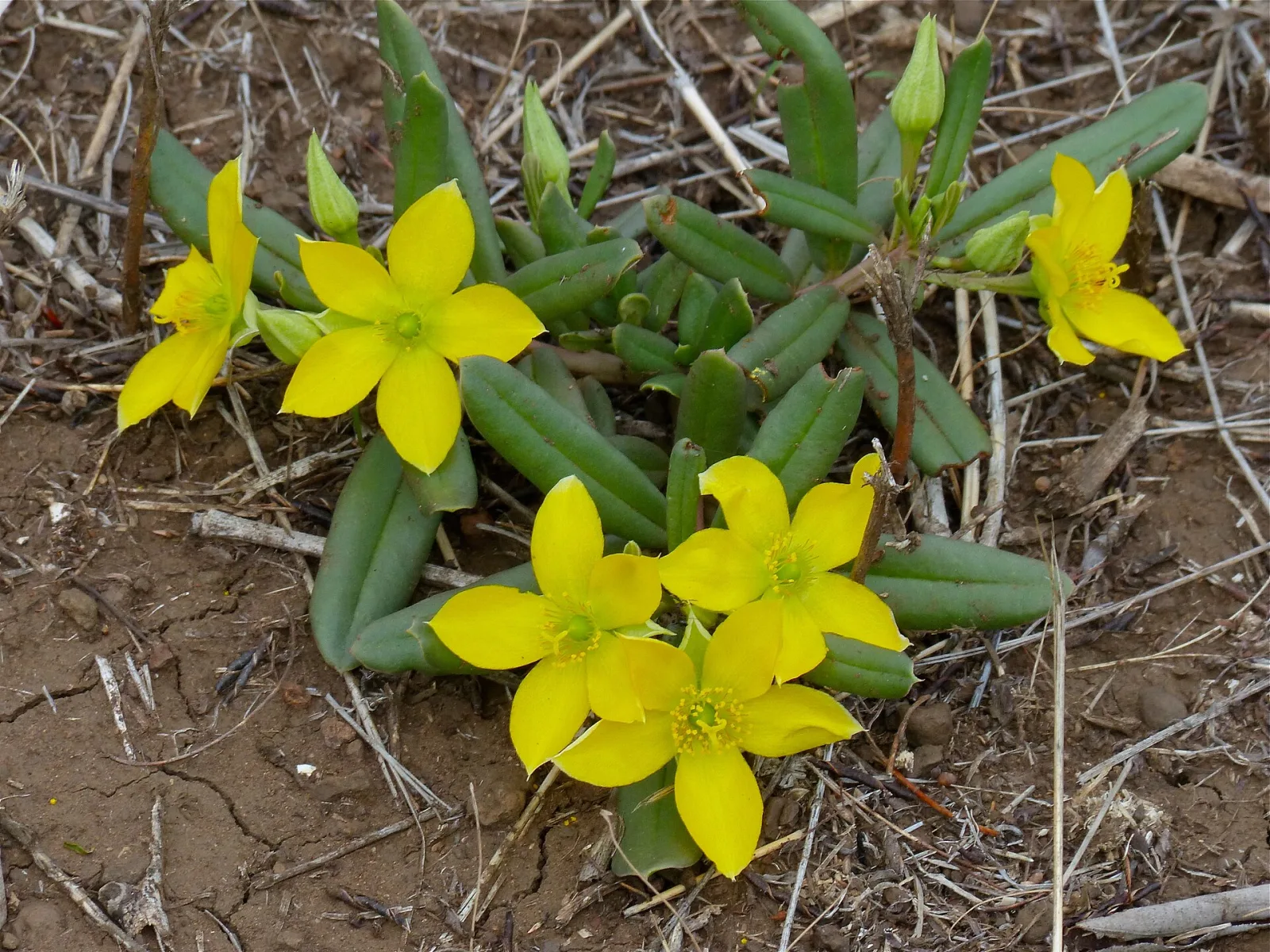 Talinum caffrum