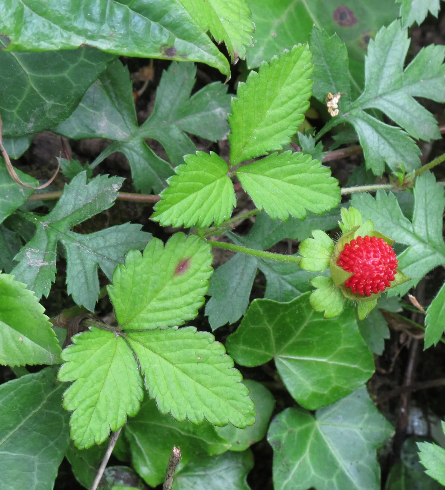 Fragaria indica