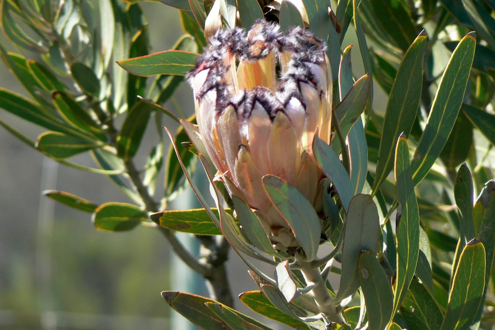 Protea laurifolia