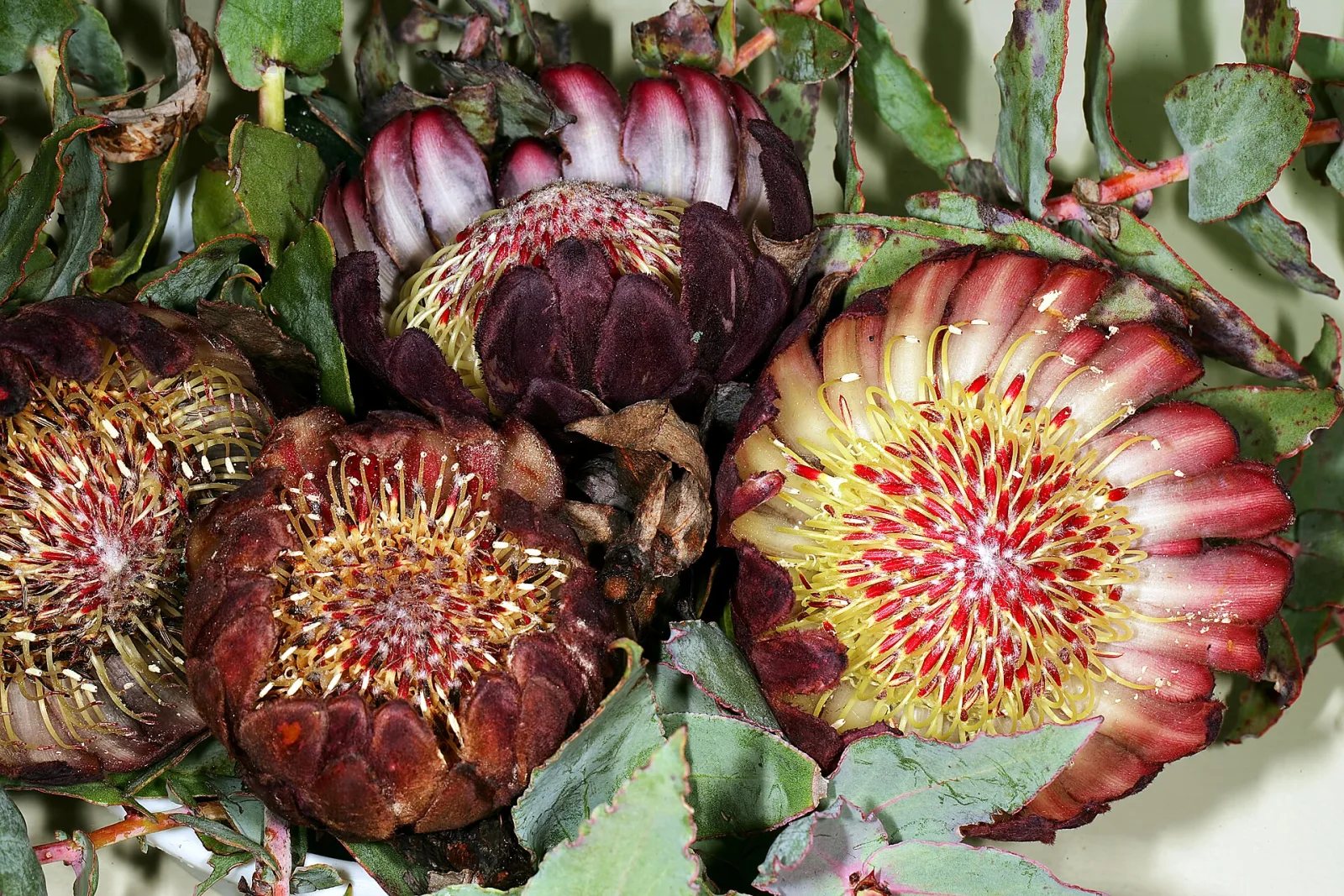 Protea amplexicaulis