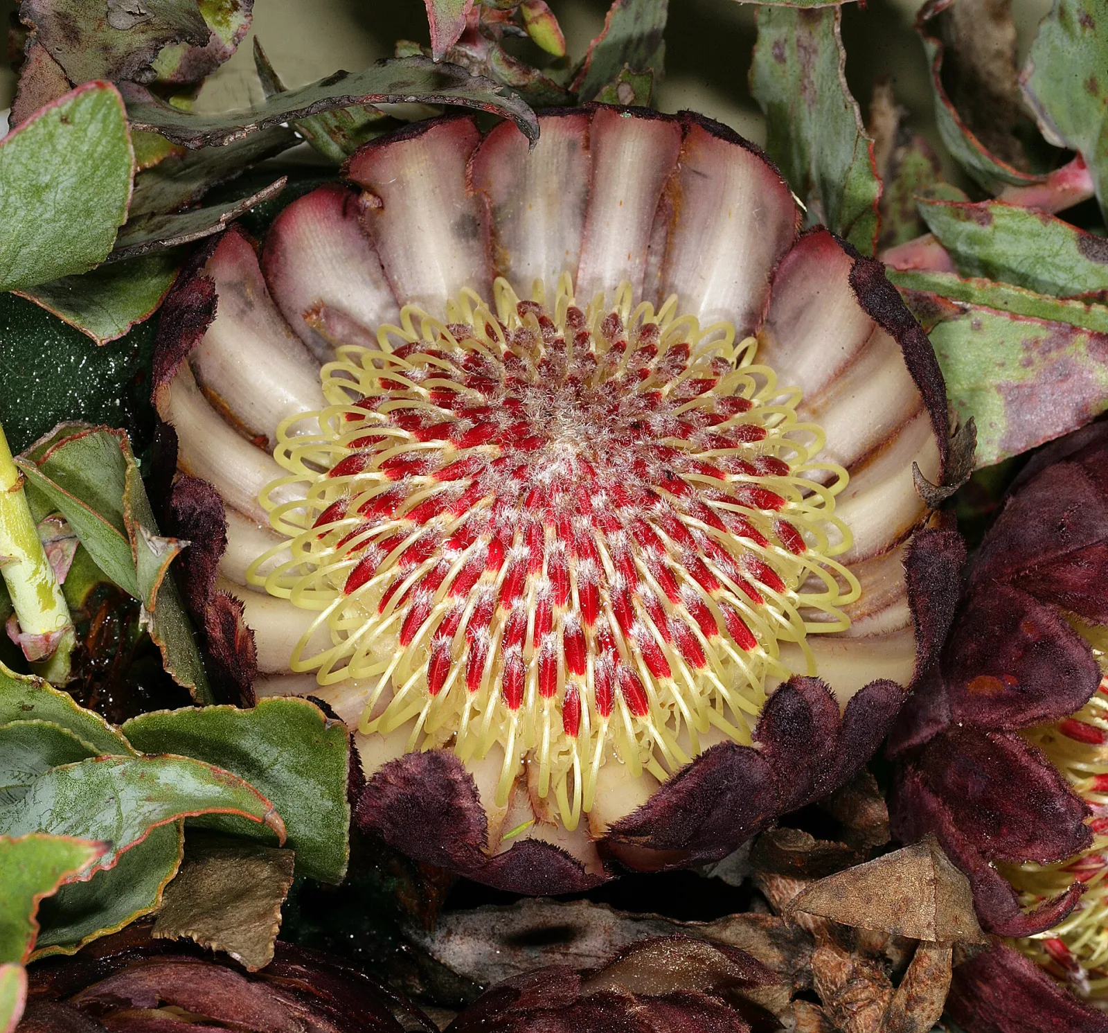 Protea amplexicaulis