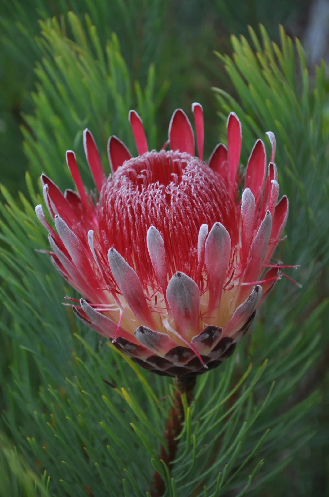 Protea aristata