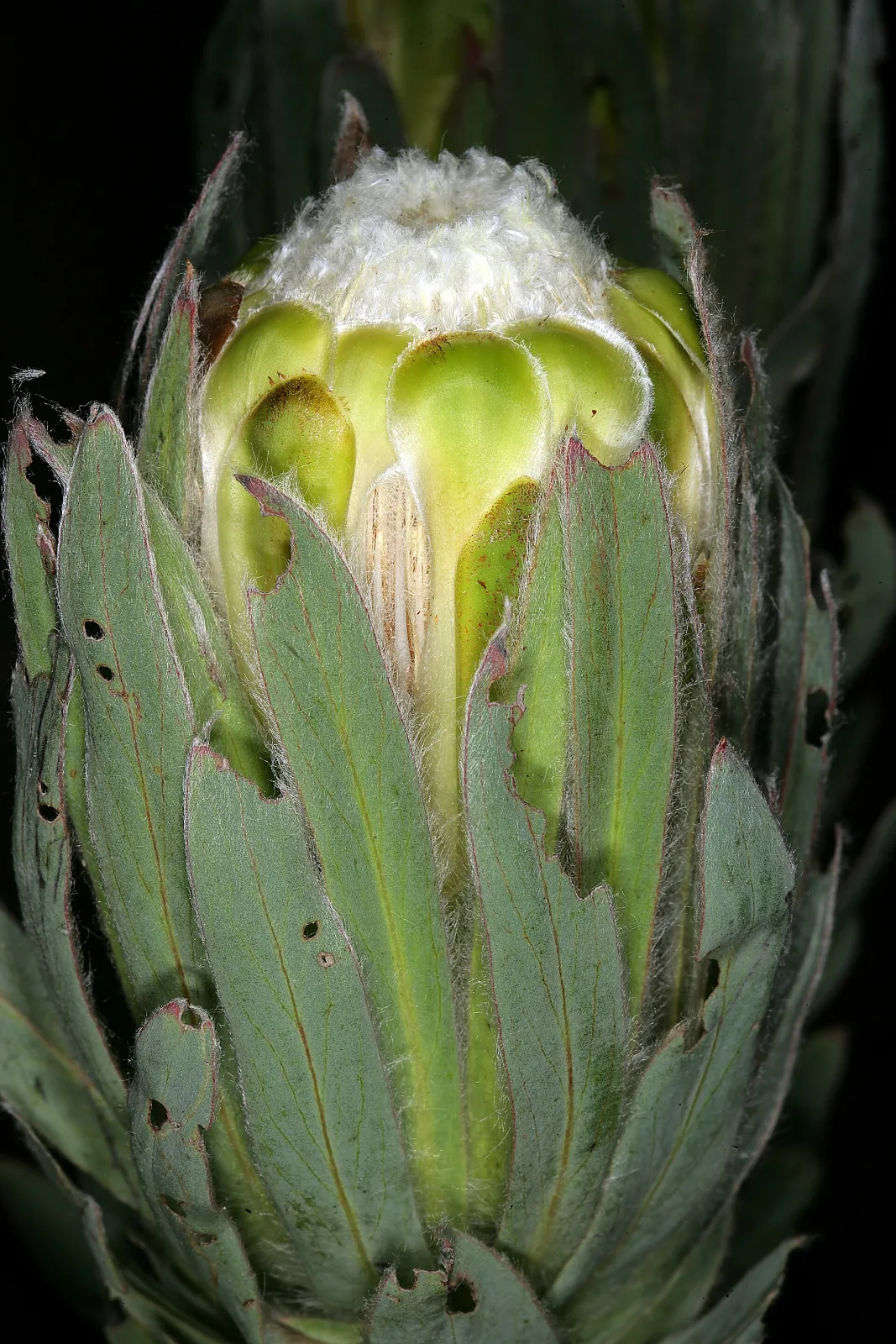 Protea coronata