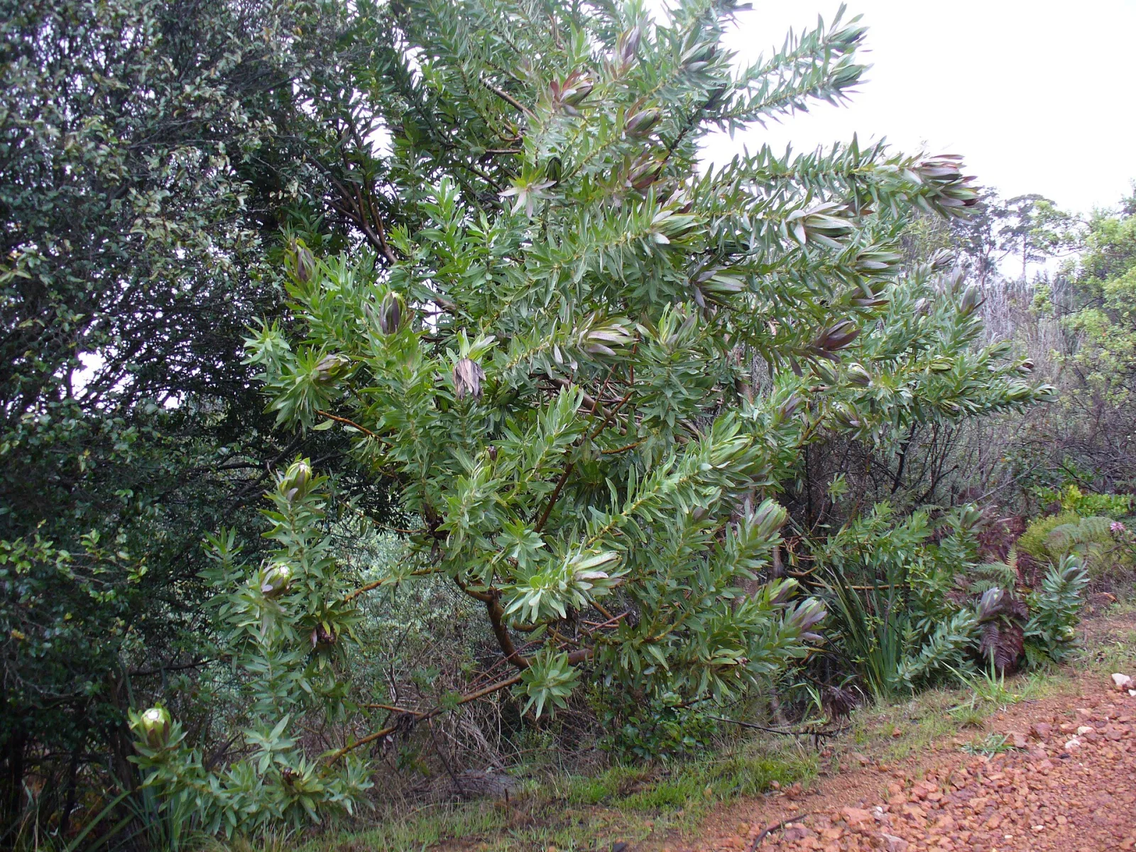 Protea coronata