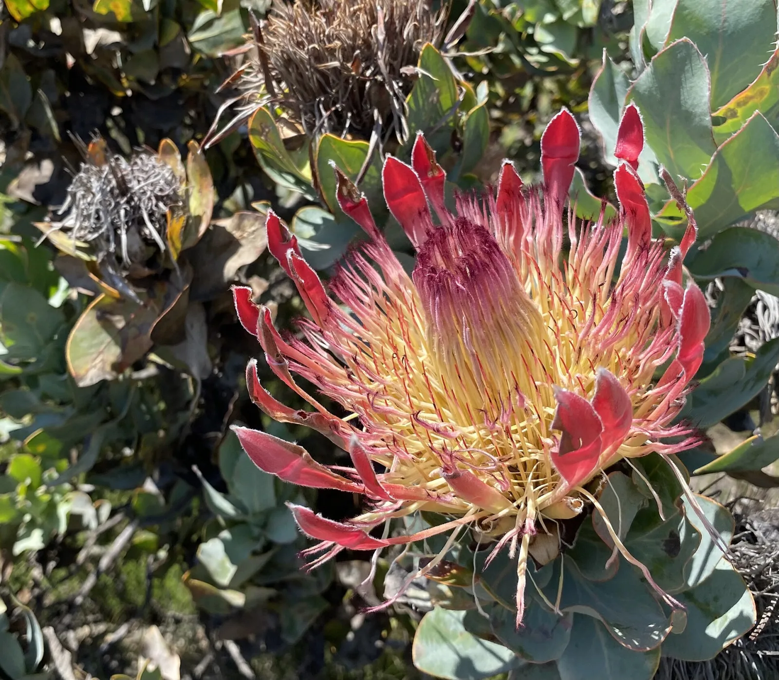Protea eximia