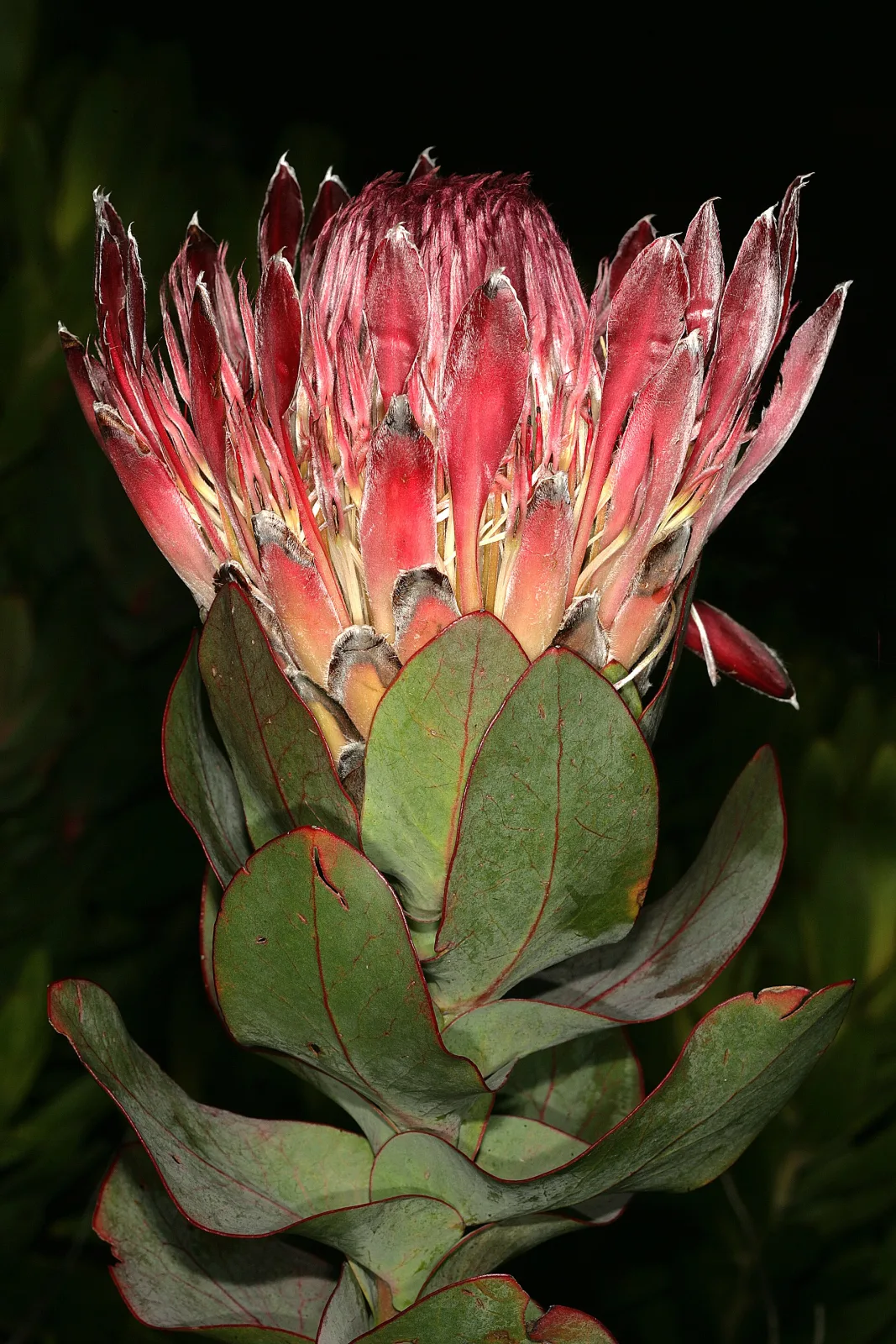 Protea eximia