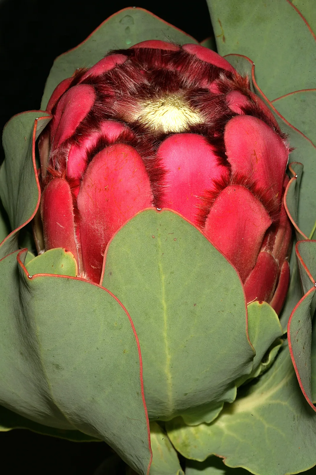 Protea grandiceps