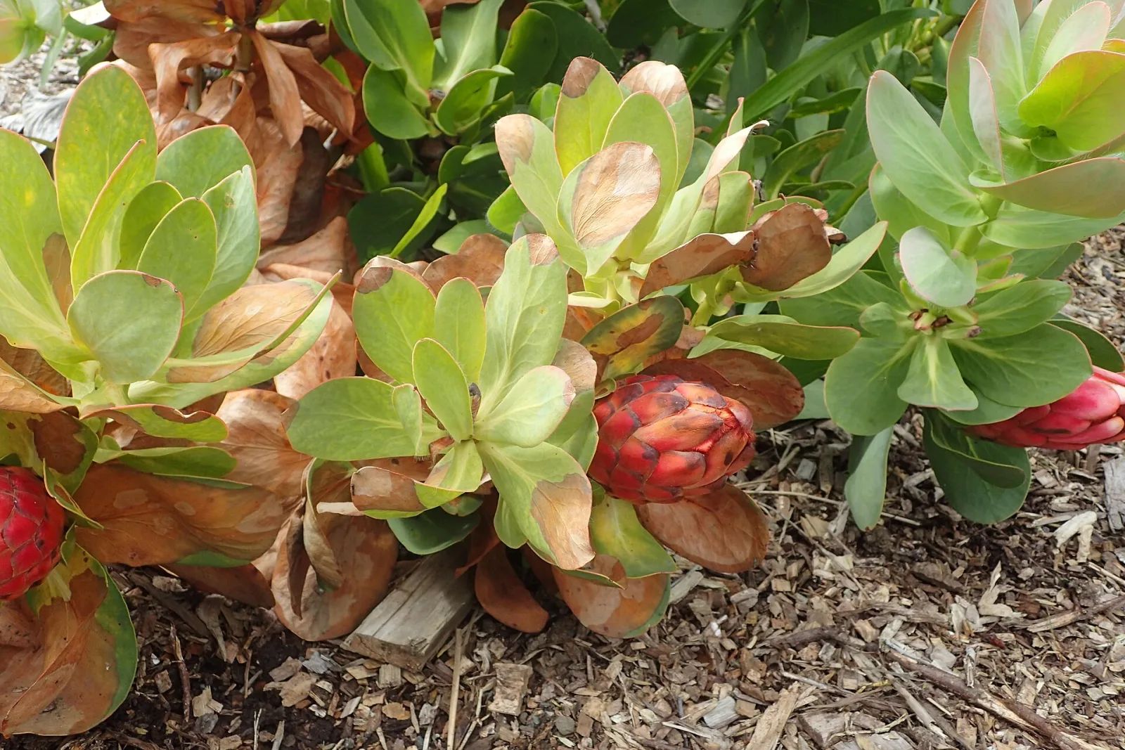 Protea grandiceps