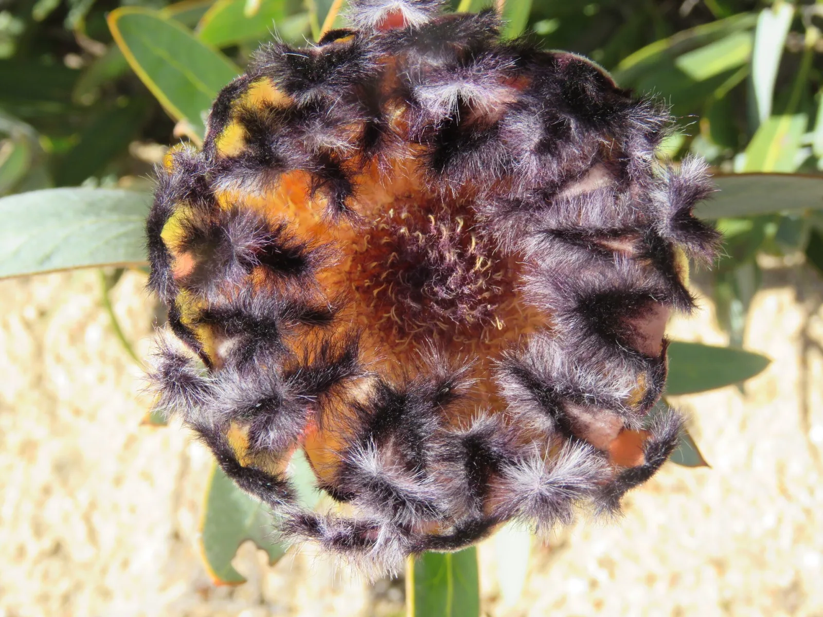 Protea laurifolia