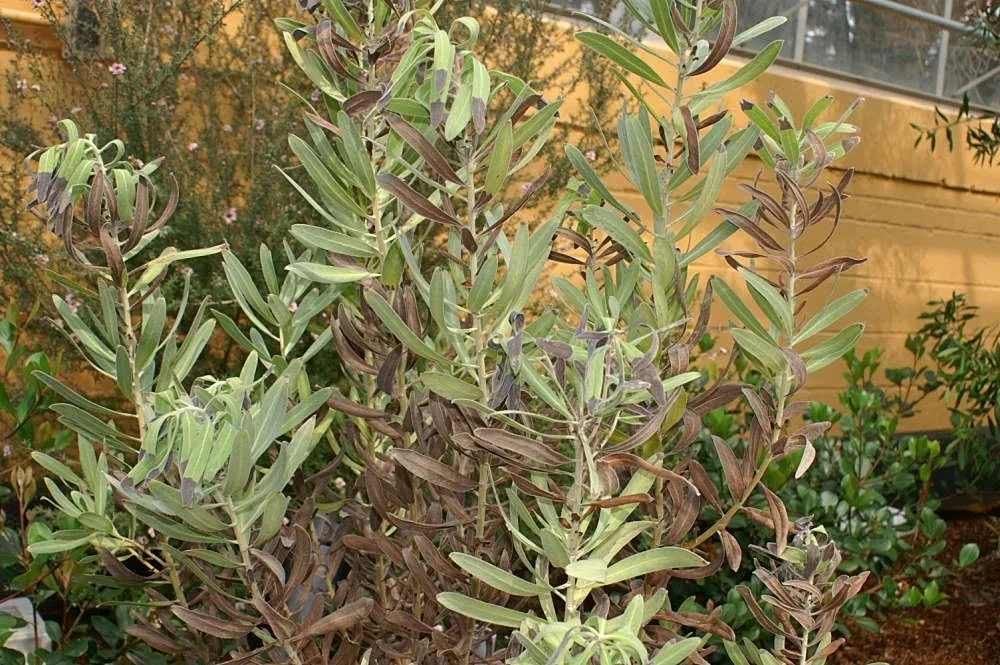 Protea laurifolia