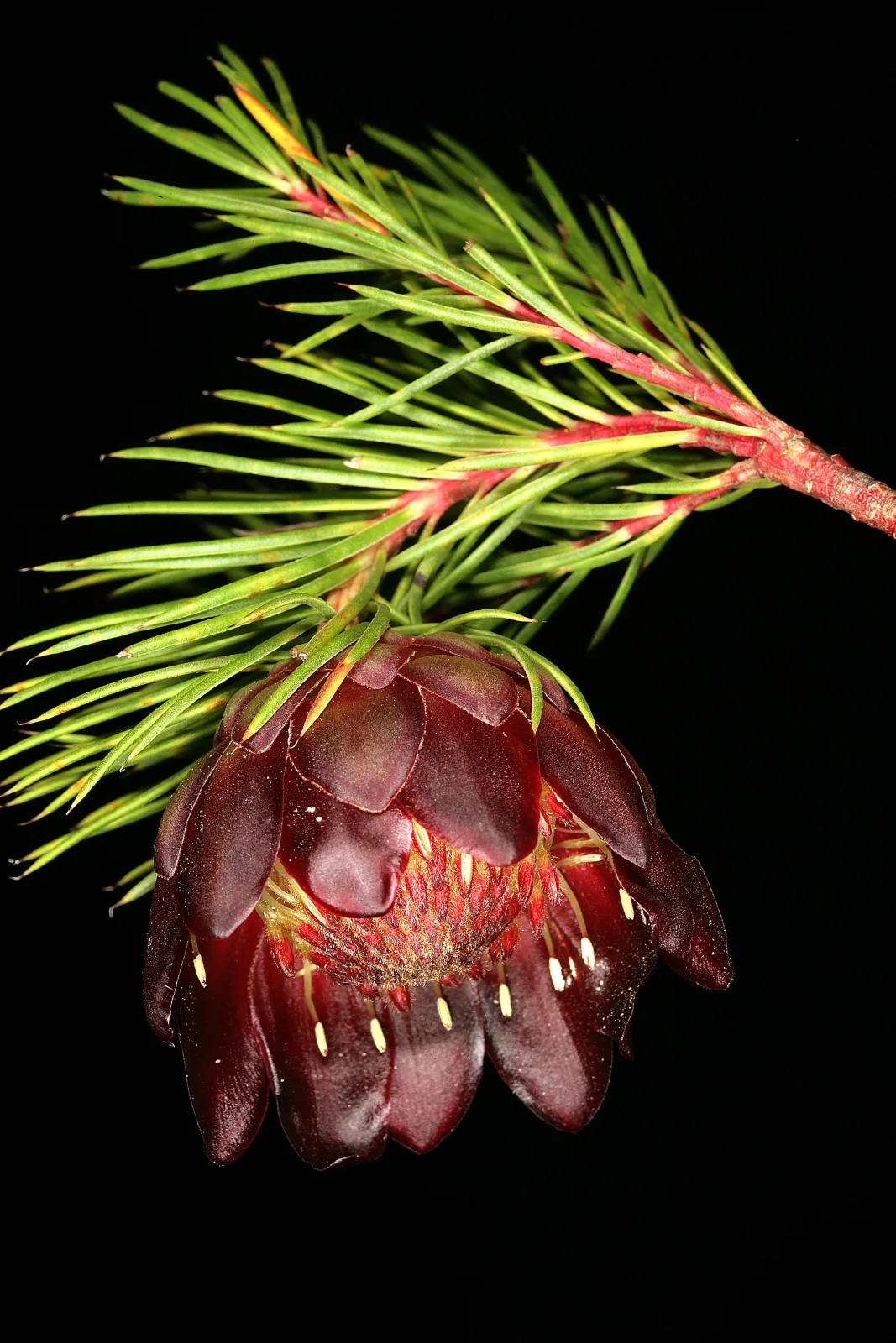 Protea nana