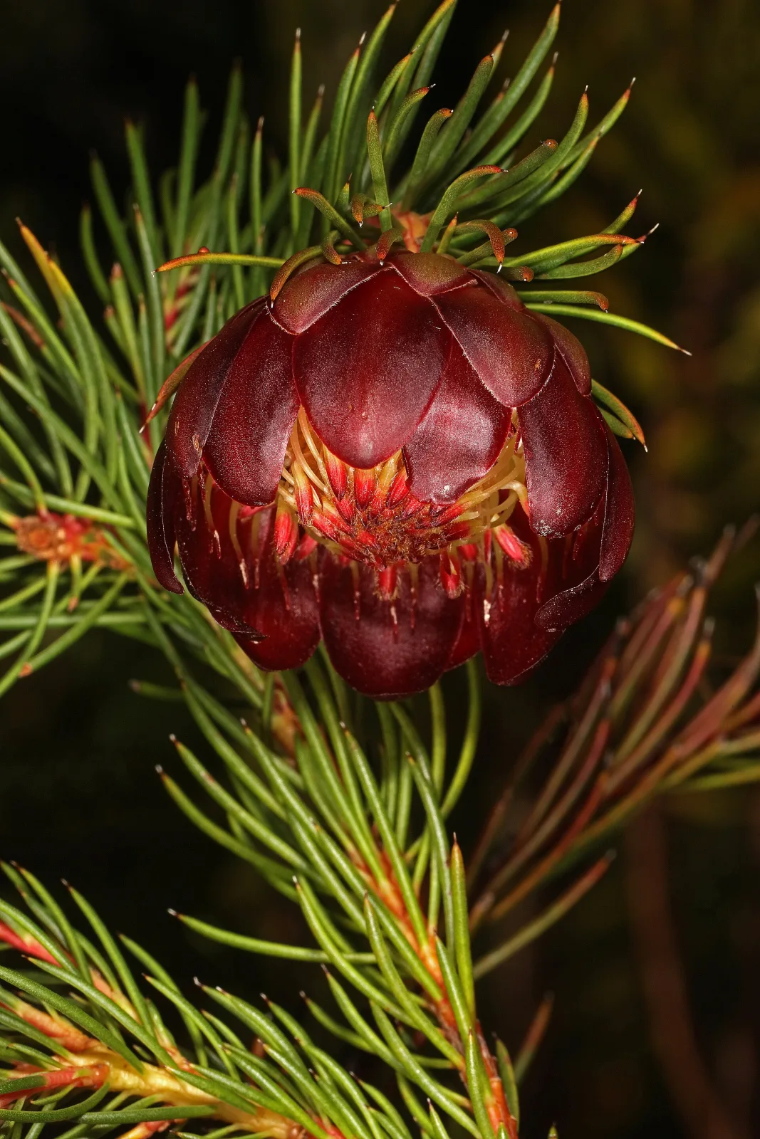 Protea nana