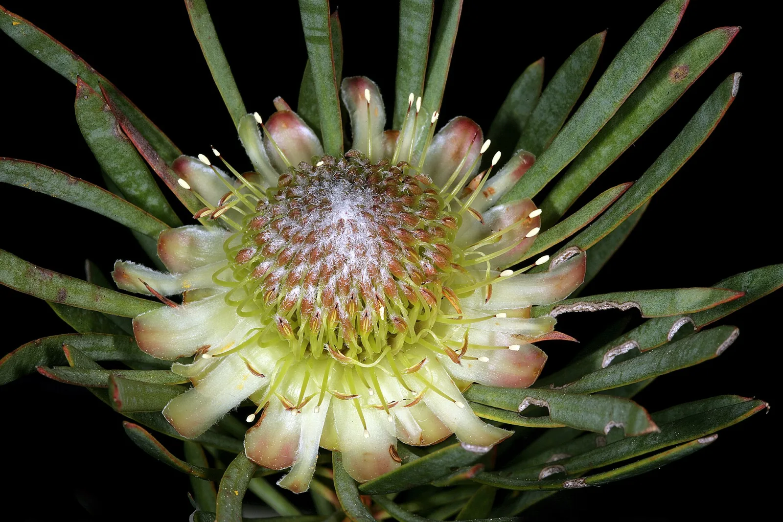 Protea scolymocephala