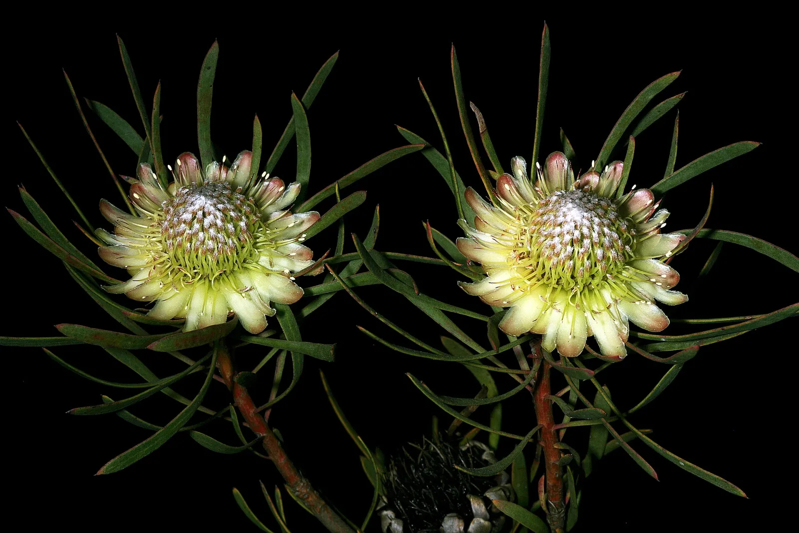 Protea scolymocephala