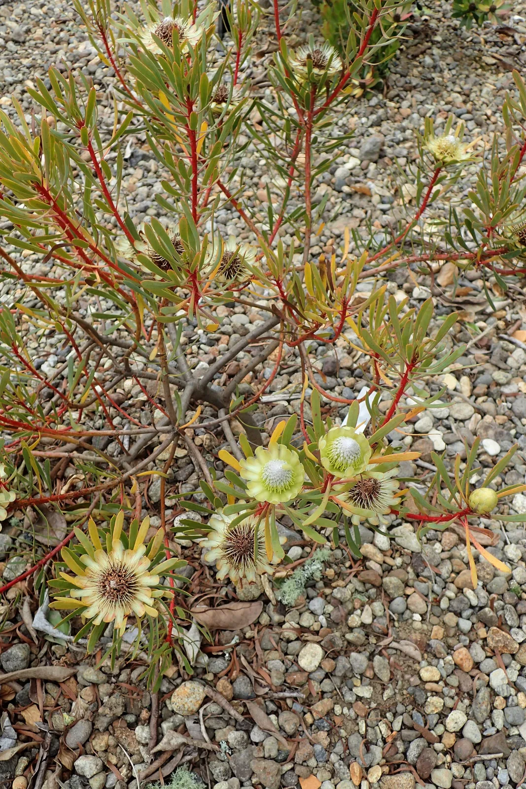 Protea scolymocephala