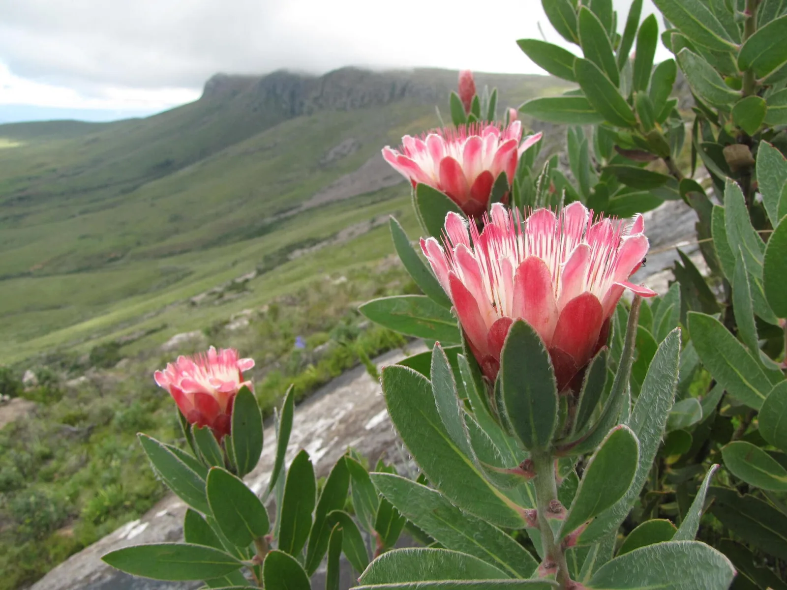Protea subvestita