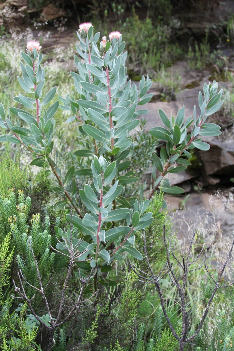 Protea subvestita
