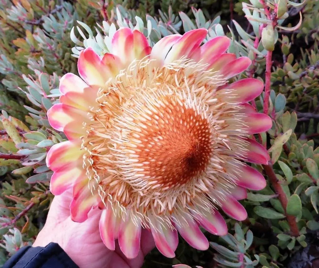 Protea sulphurea