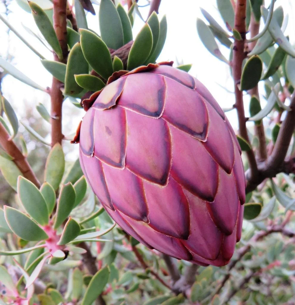 Protea sulphurea