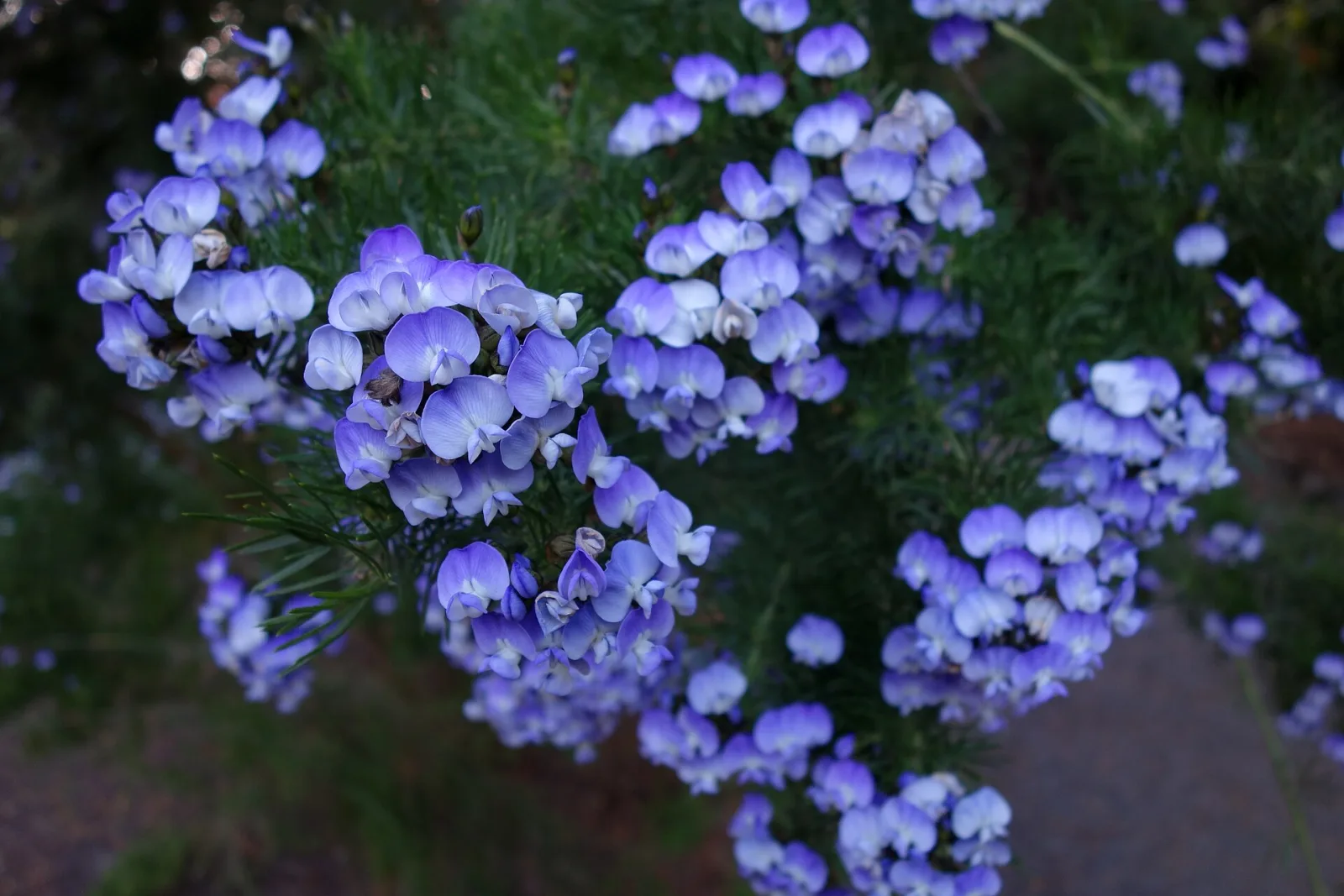 Psoralea pinnata