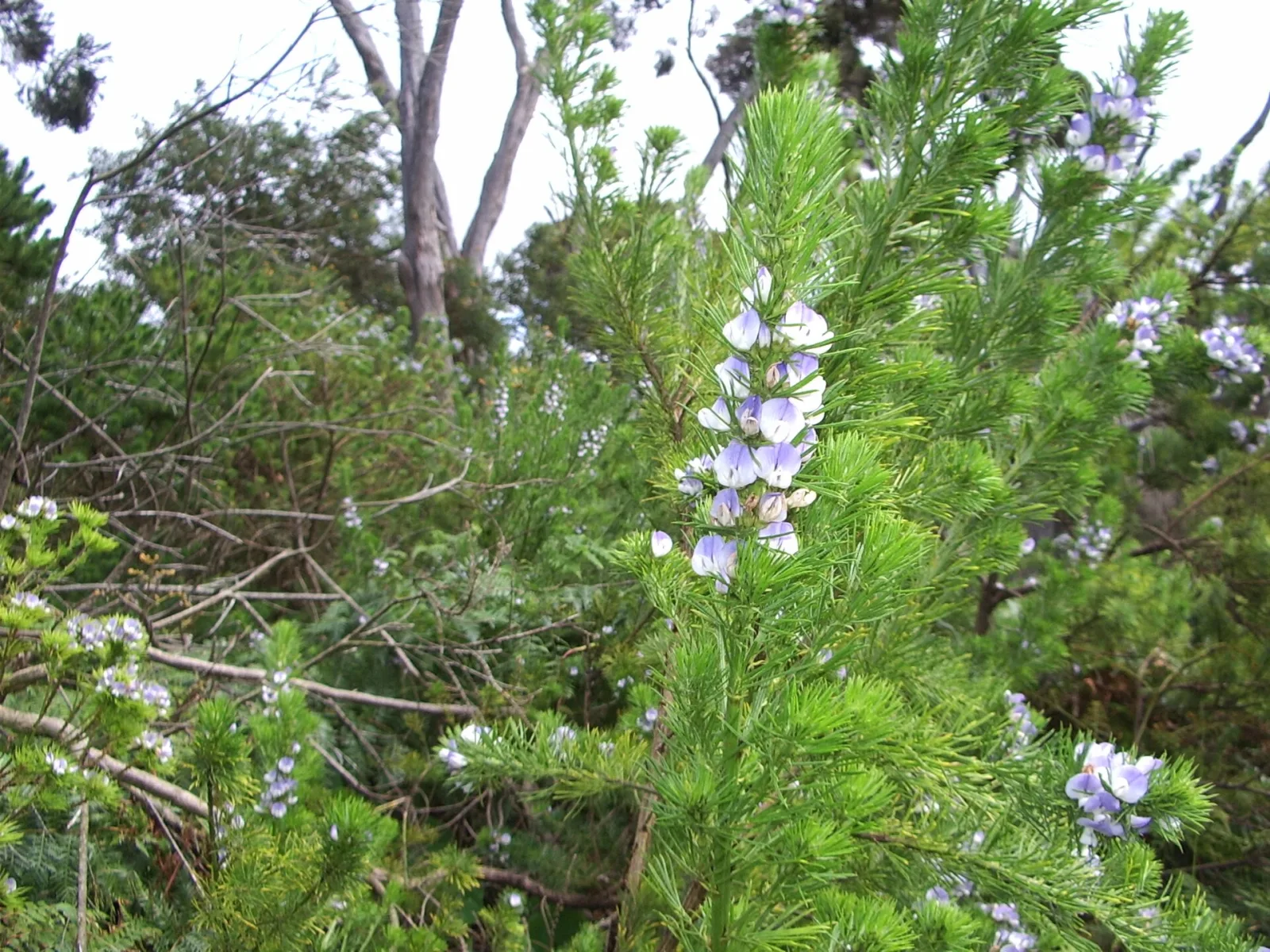 Psoralea pinnata