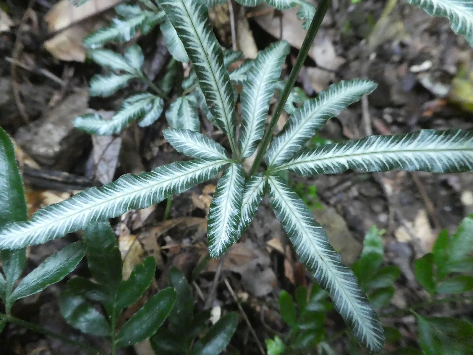 Pteris ensiformis