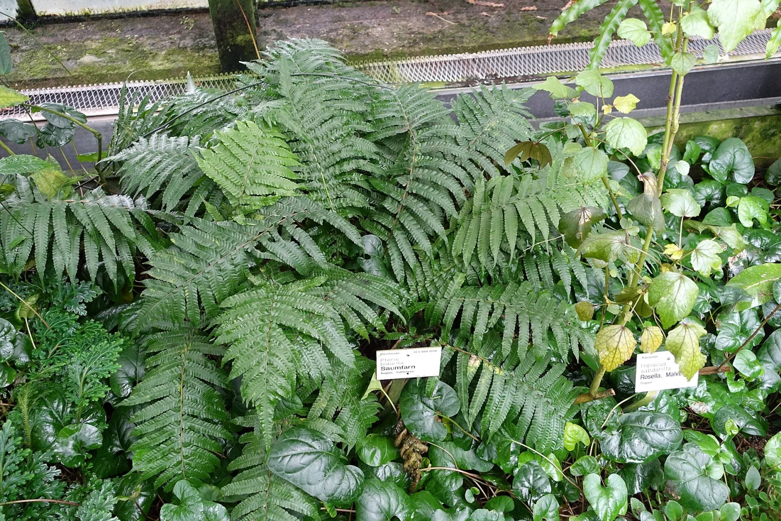 Pteris biaurita