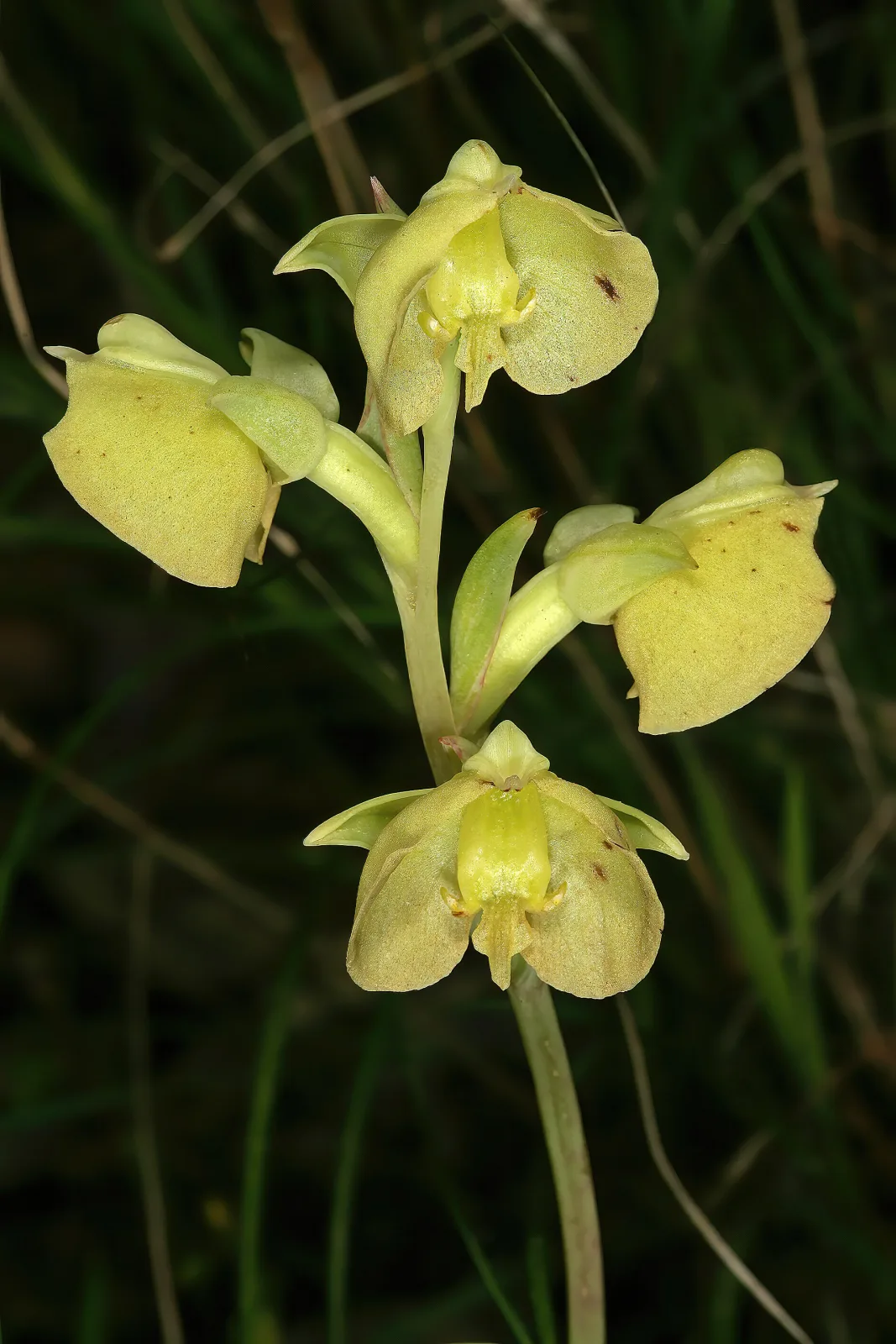 Pterygodium catholicum