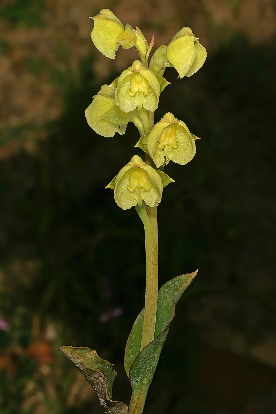 Pterygodium catholicum