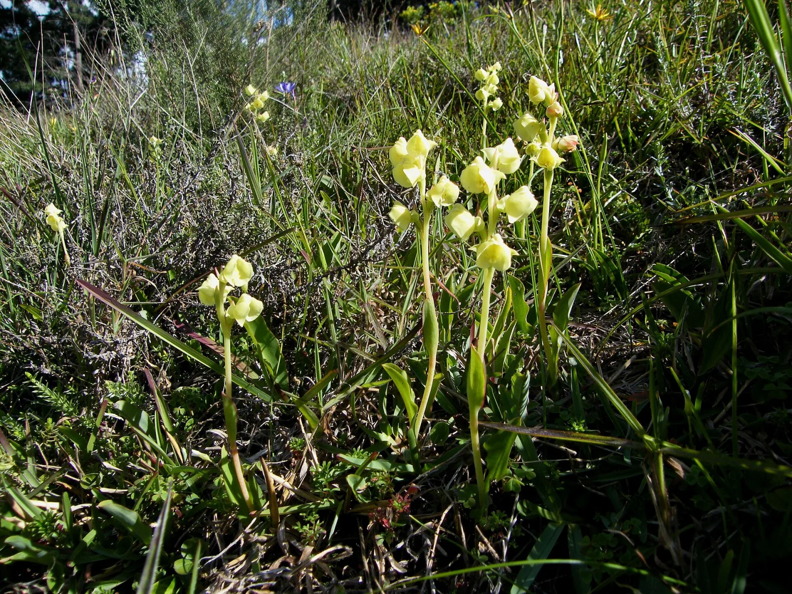 Pterygodium catholicum
