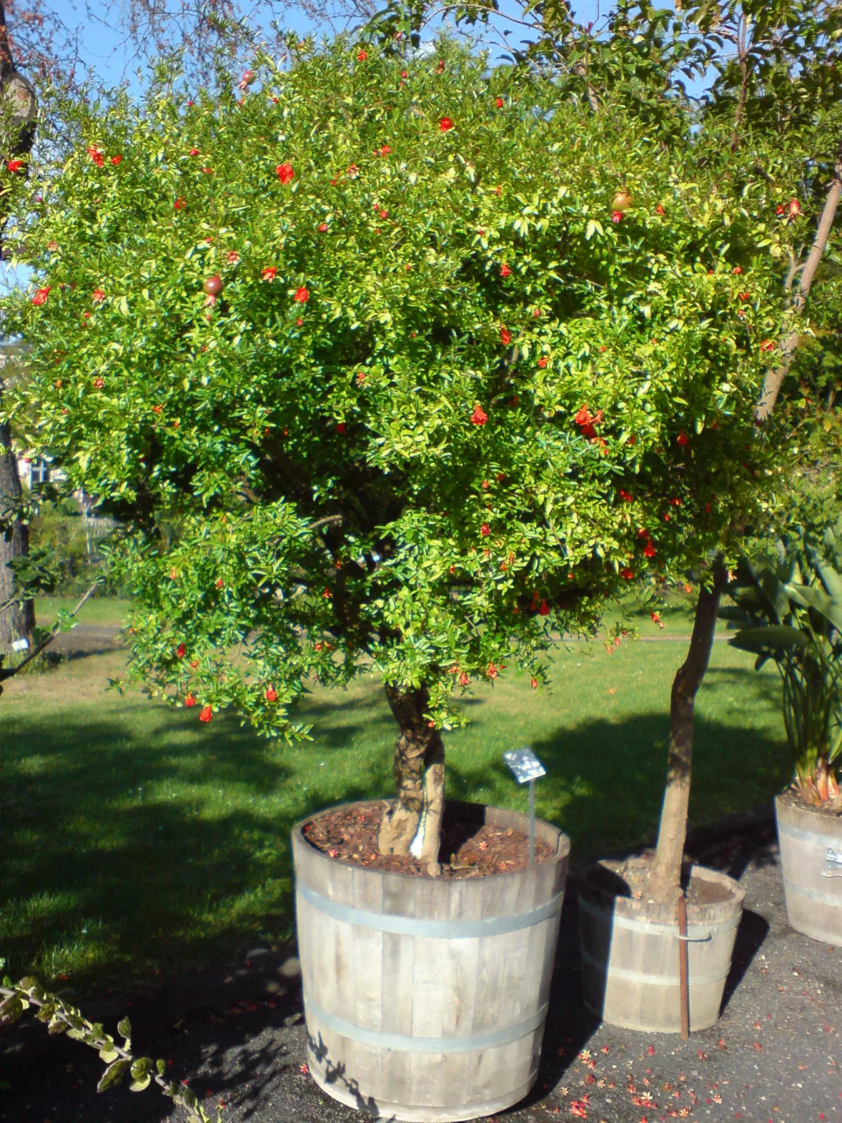 Punica granatum var. nana