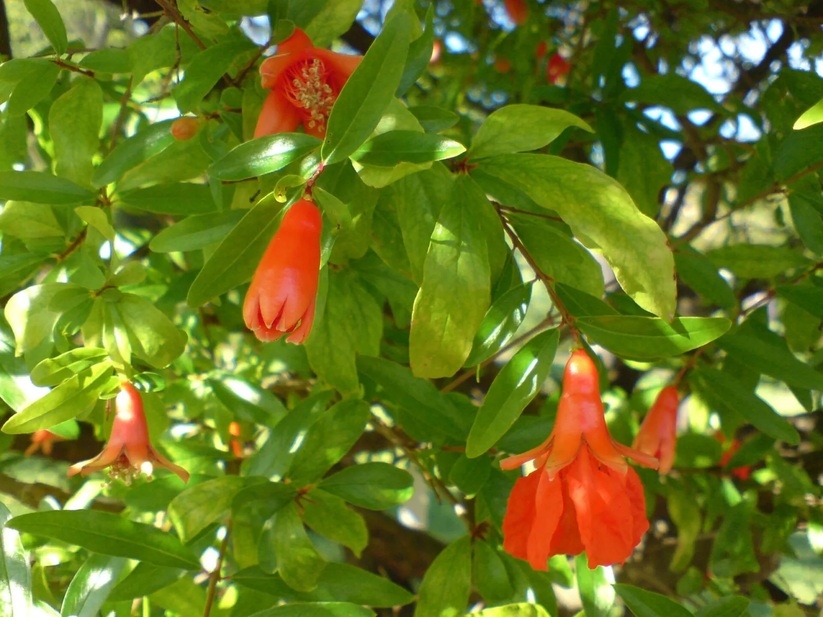 Punica granatum var. nana