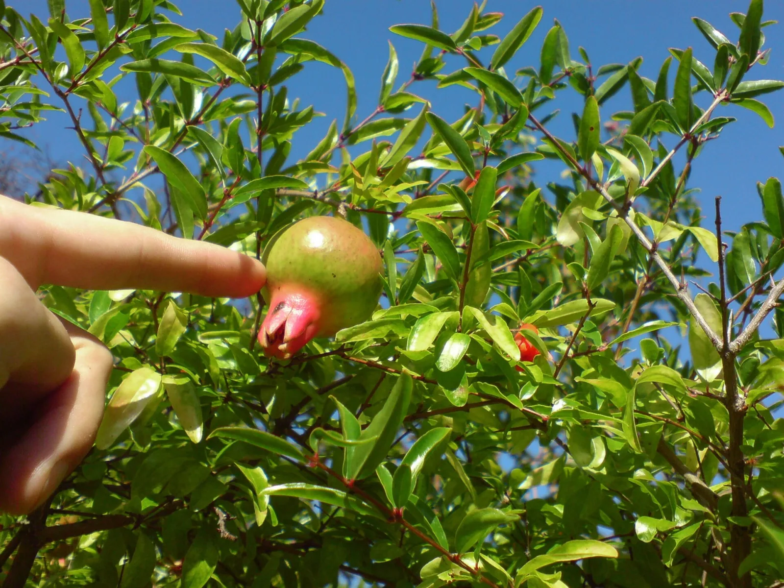 Punica granatum var. nana