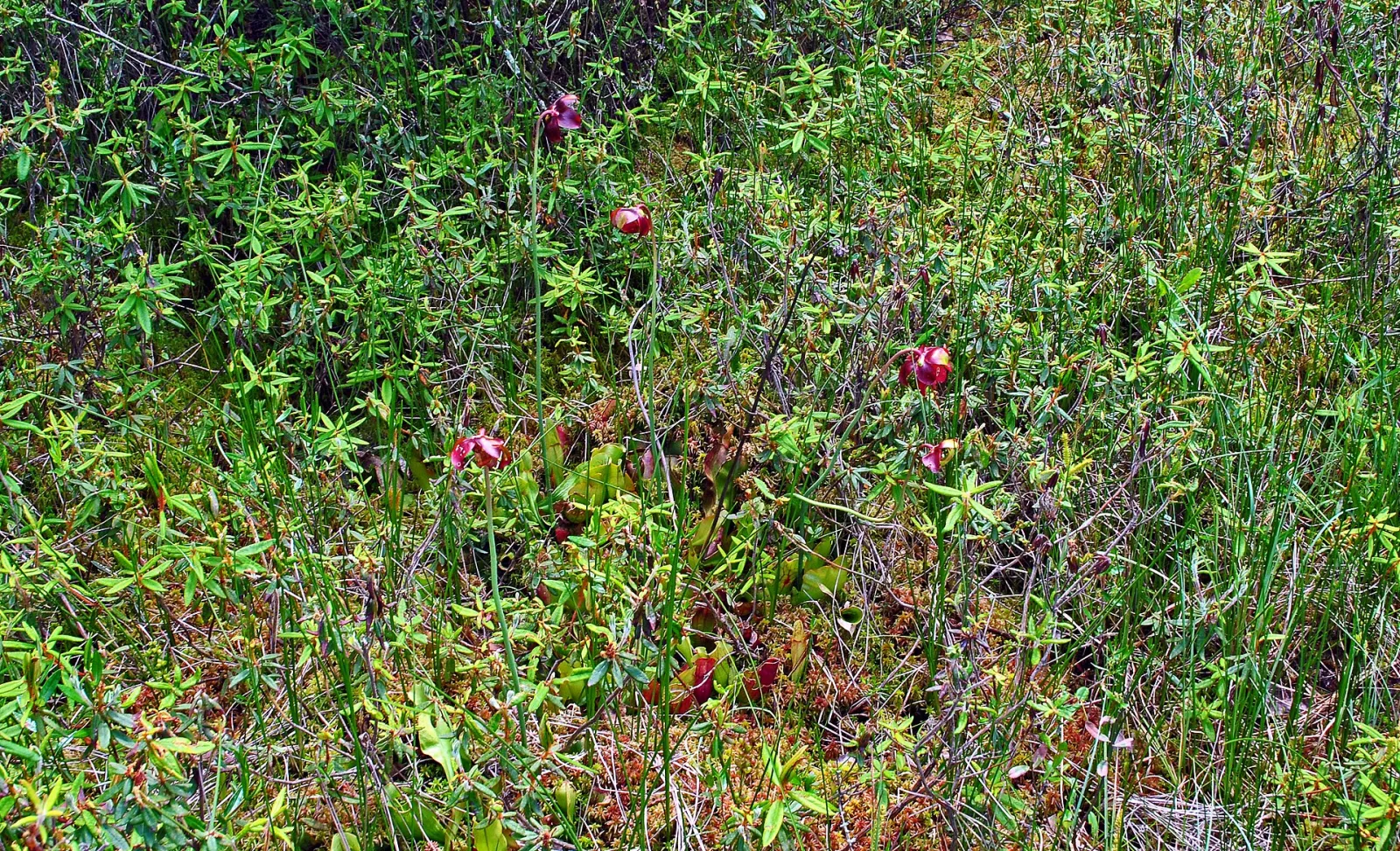 Sarracenia purpurea