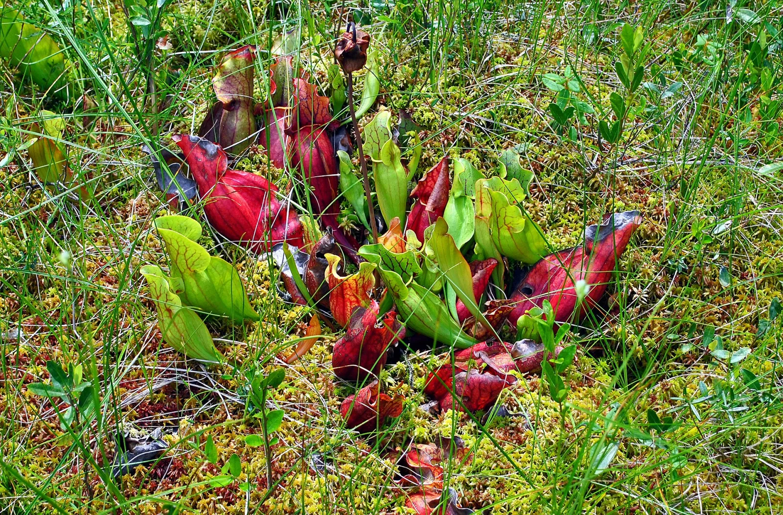 Sarracenia purpurea
