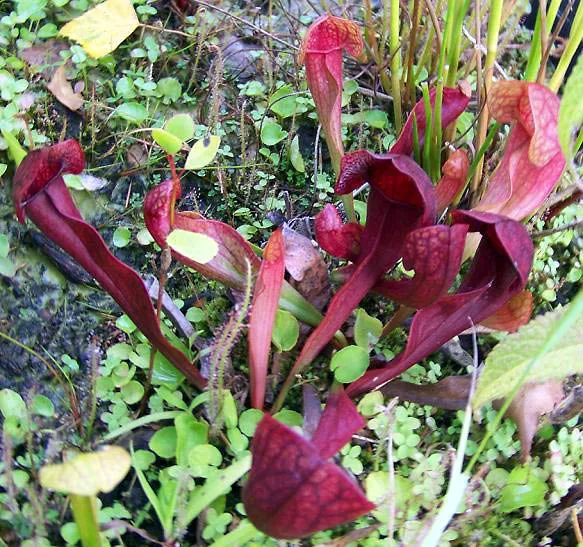 Sarracenia psittacina
