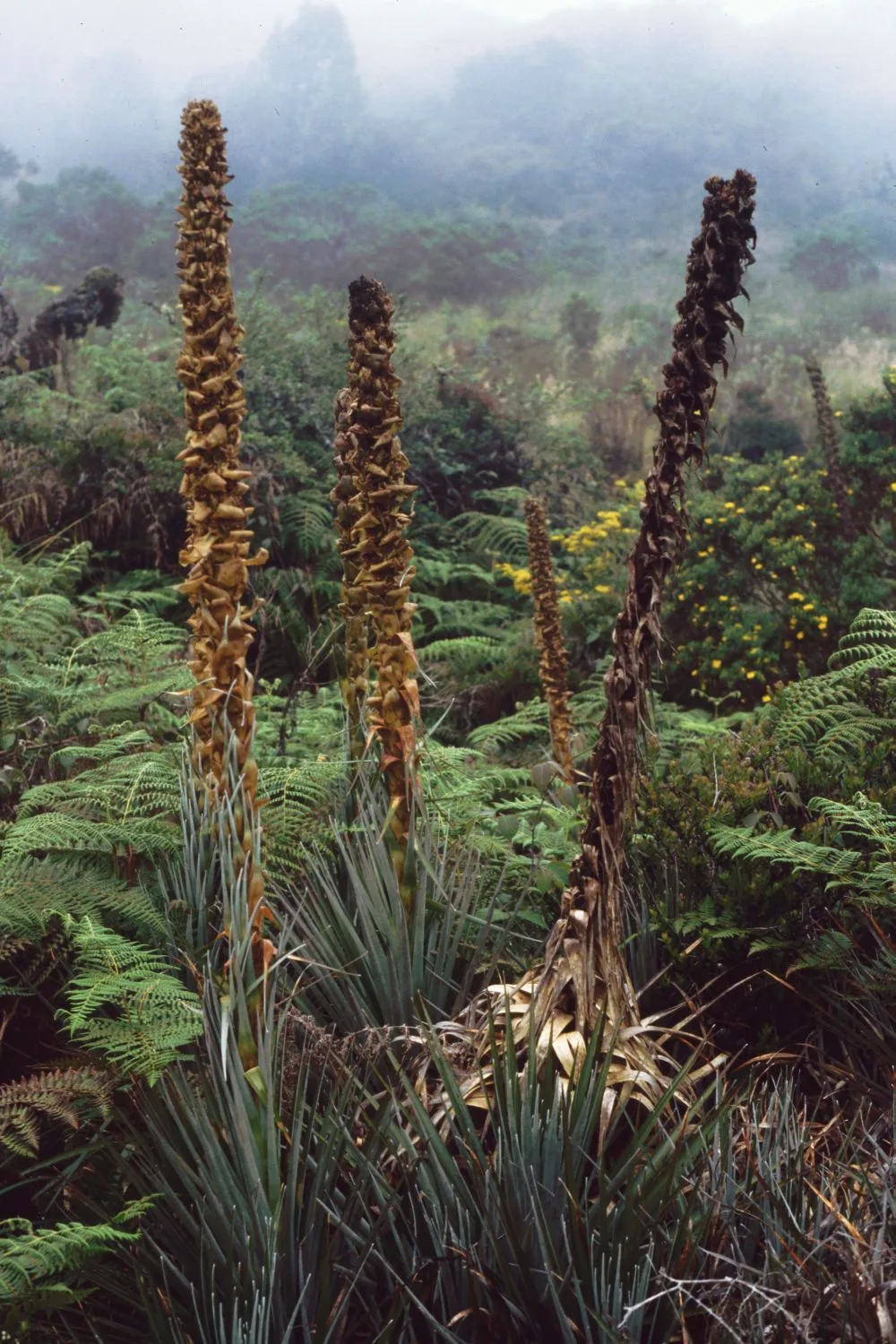 Puya dasylirioides