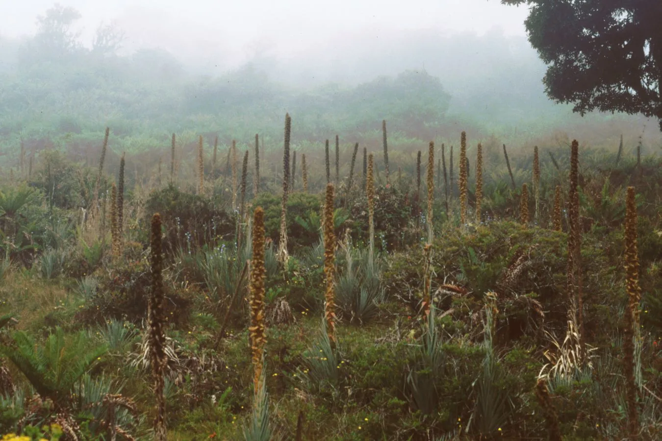 Puya dasylirioides